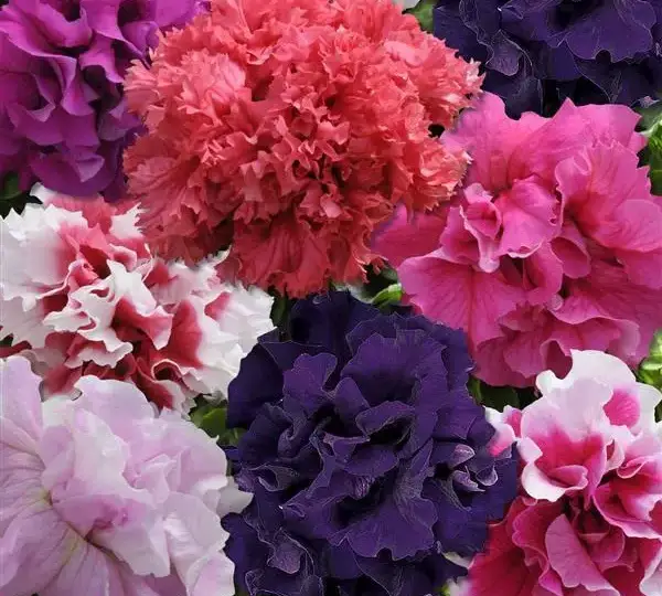Петуния двойная Глориус Смесь - Double Petunia Glorious Mixture - Фото №1