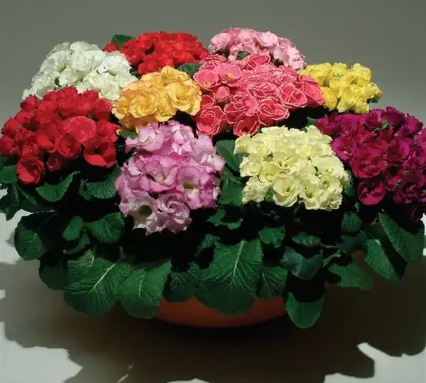 Примула Примлет Смесь - Primula acaulis Primlet Mix - Фото №1