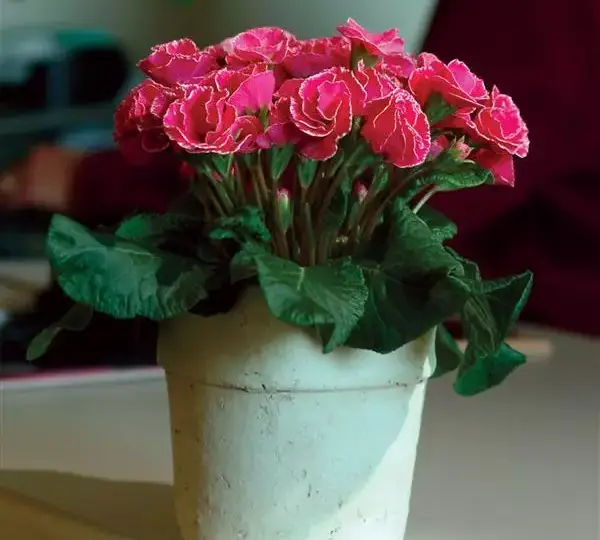 Примула Примлет Розовая с каймой - Primula acaulis Primlet Rose with Edge - Фото №2