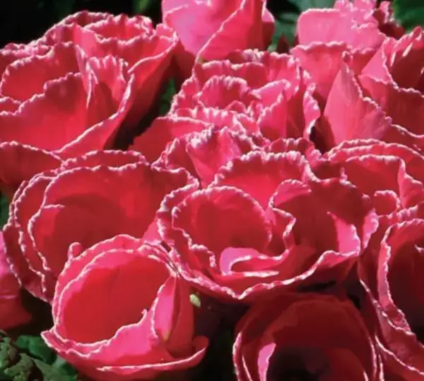 Примула Примлет Розовая с каймой - Primula acaulis Primlet Rose with Edge - Фото №1