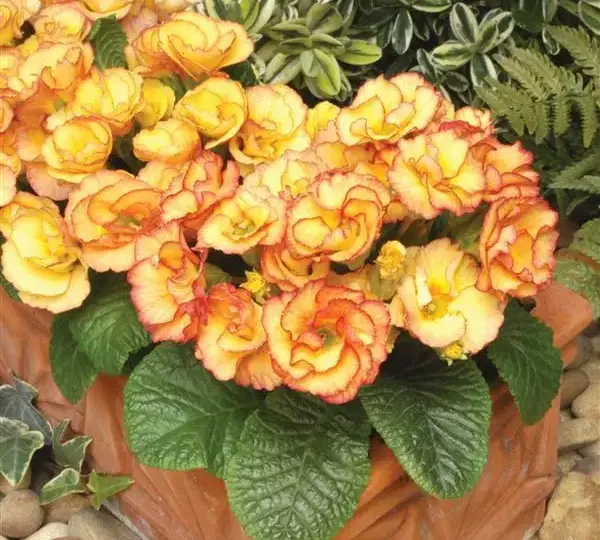 Примула Примлет Рассвет - Primula acaulis Primlet Sunrise - Фото №2