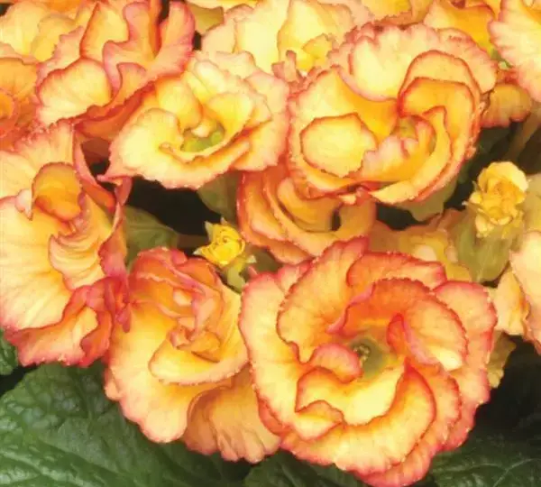 Примула Примлет Рассвет - Primula acaulis Primlet Sunrise - Фото №1