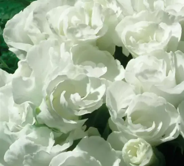 Примула Примлет Белая - Primula acaulis Primlet White - Фото №1
