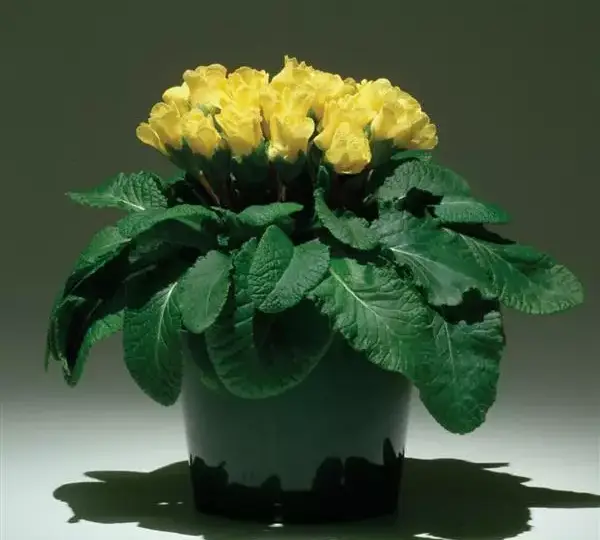 Примула Примлет Жёлтая - Primula acaulis Primlet Yellow - Фото №2