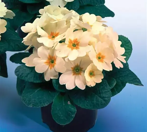 Примула Херитидж Кремовая - Primula Heritage Crème - Фото №2