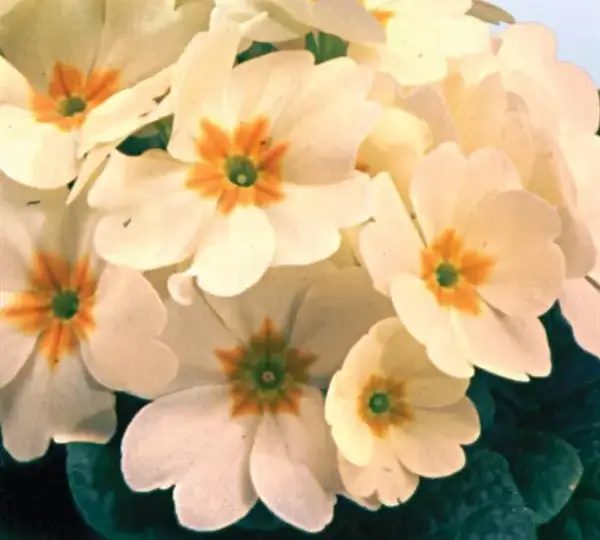 Примула Херитидж Кремовая - Primula Heritage Crème - Фото №1