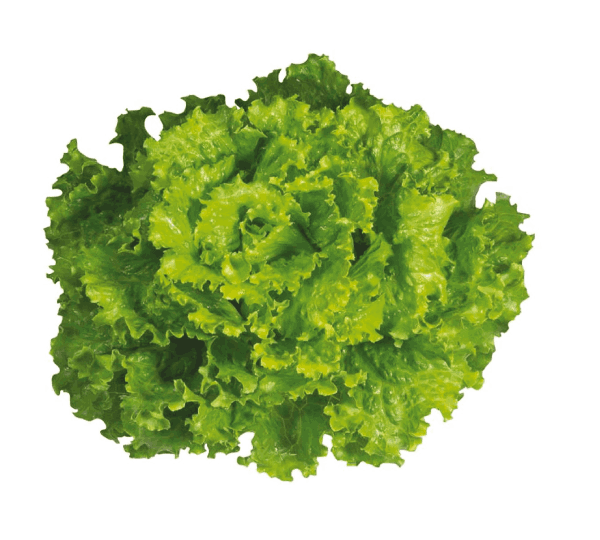 Салат Лени F1 - Lettuce Leny F1 - Фото №1