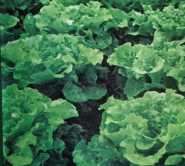 Салат Латук - Salad Lettuce - Фото №1