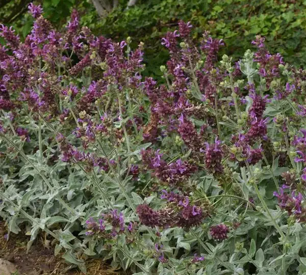 Сальвия Ланселот - Salvia canariensis Lancelot - Фото №2