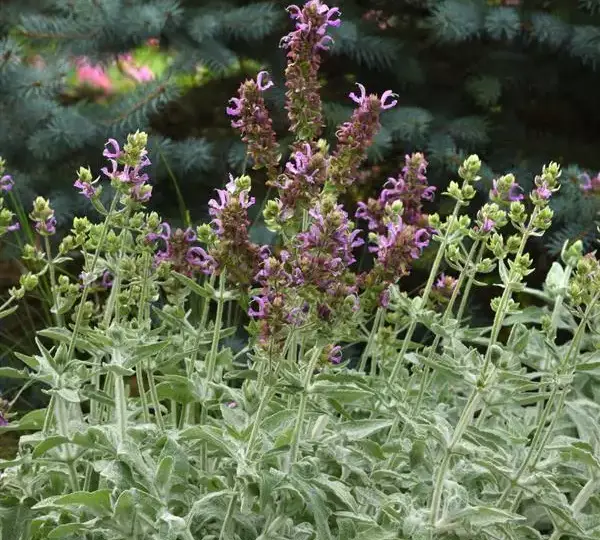 Сальвия Ланселот - Salvia canariensis Lancelot - Фото №3