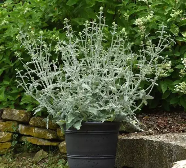 Сальвия Ланселот - Salvia canariensis Lancelot - Фото №4