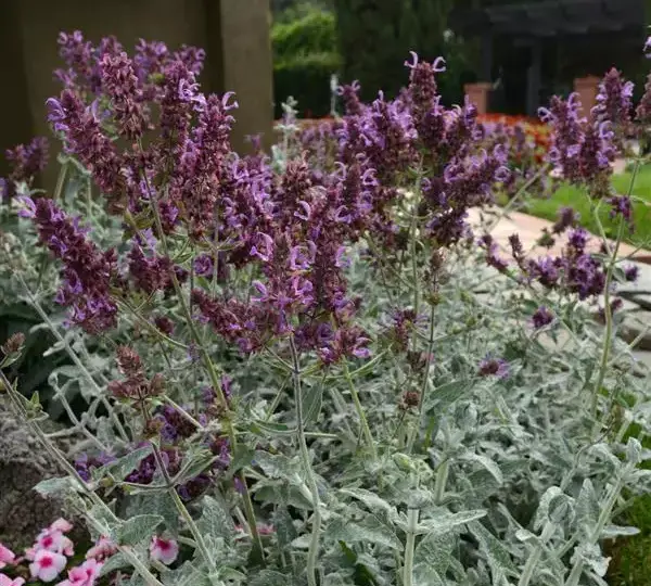 Сальвия Ланселот - Salvia canariensis Lancelot - Фото №5