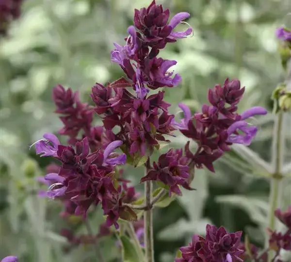 Сальвия Ланселот - Salvia canariensis Lancelot