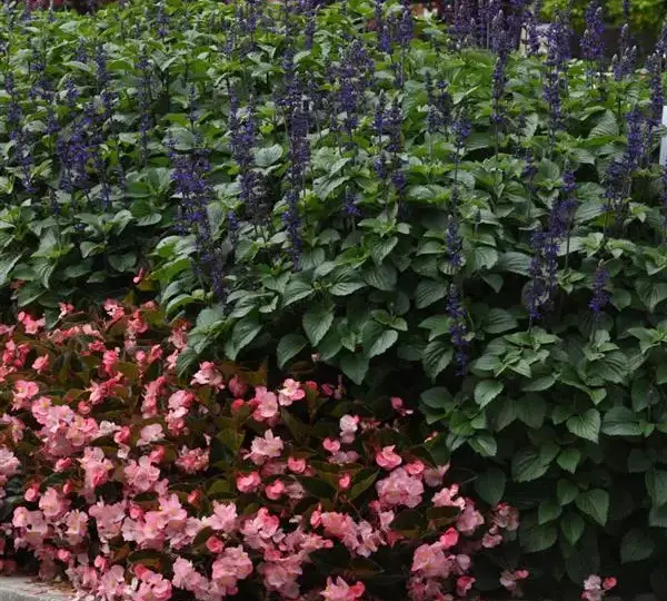 Сальвия межвидовой Биг Блю - Salvia longispicata x farinacea Big Blue - Фото №2
