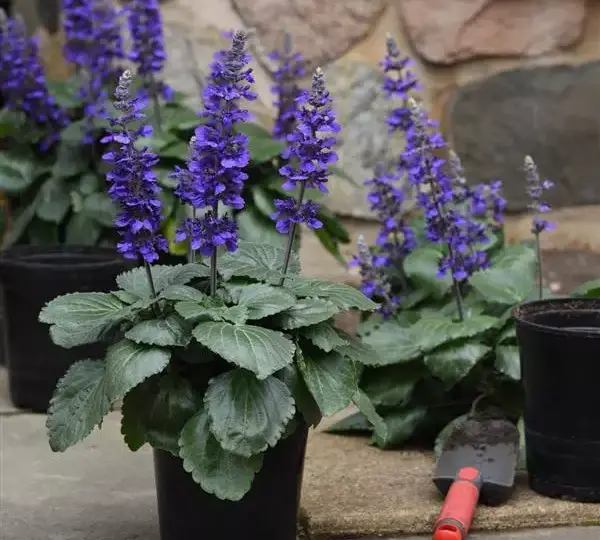 Сальвия межвидовой Биг Блю - Salvia longispicata x farinacea Big Blue - Фото №4