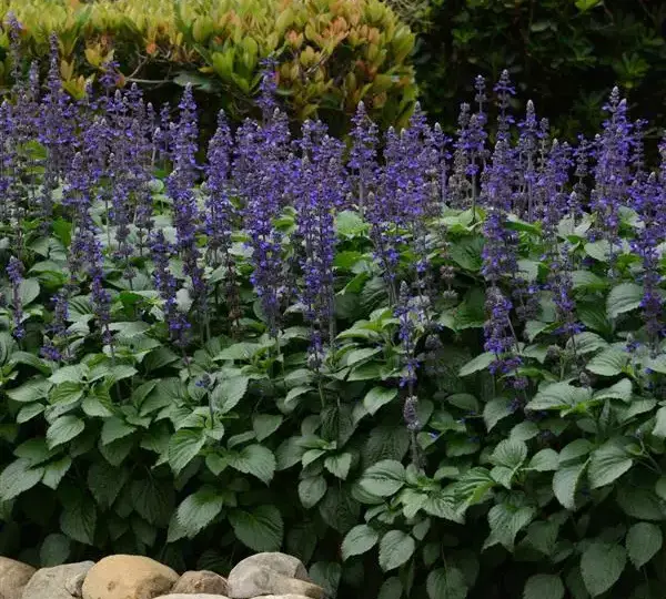 Сальвия межвидовой Биг Блю - Salvia longispicata x farinacea Big Blue - Фото №5