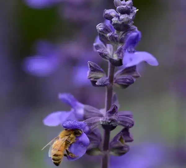 Сальвия межвидовой Биг Блю - Salvia longispicata x farinacea Big Blue - Фото №1