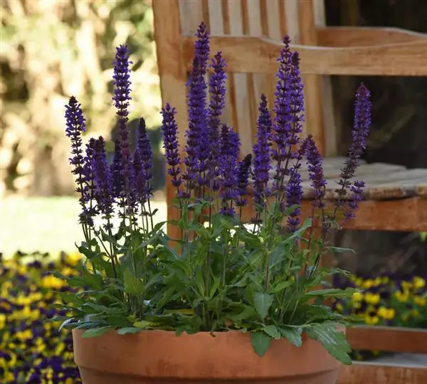 Сальвия Сальваторе Блю - Salvia nemorosa Salvatore Blue - Фото №2
