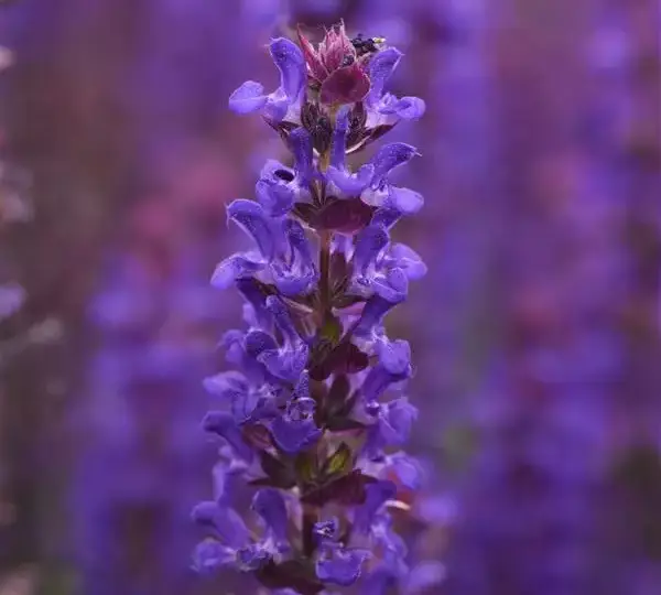 Сальвия Сальваторе Блю - Salvia nemorosa Salvatore Blue