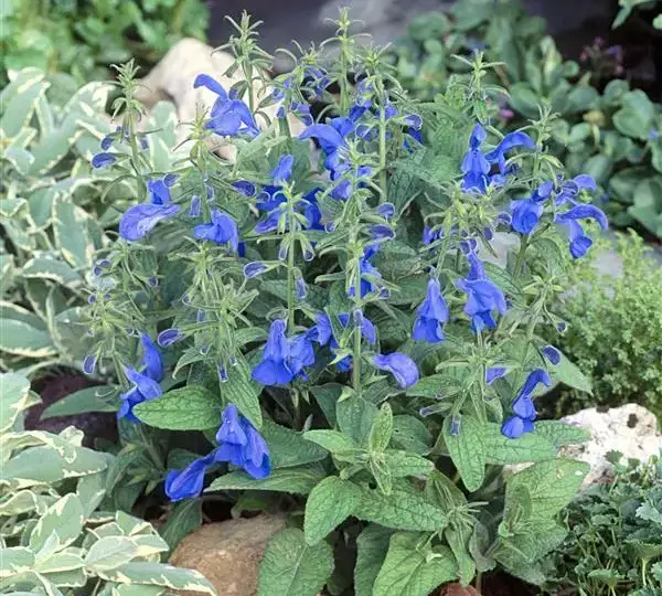 Сальвия Патио Дип Блю - Salvia patens Patio Deep Blue - Фото №2
