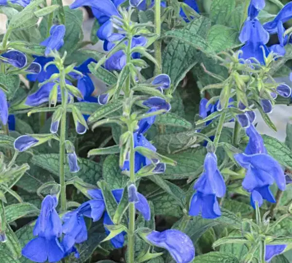 Сальвия Патио Дип Блю - Salvia patens Patio Deep Blue - Фото №1