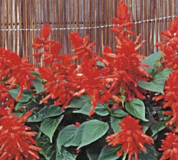 Сальвия Скарлет Кинг - Salvia splendens Scarlet King - Фото №1