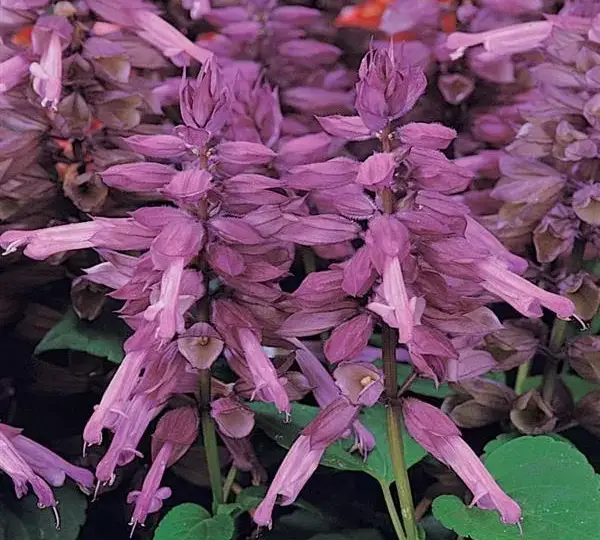 Сальвия Виста Лавандовая - Salvia splendens Vista Lavender