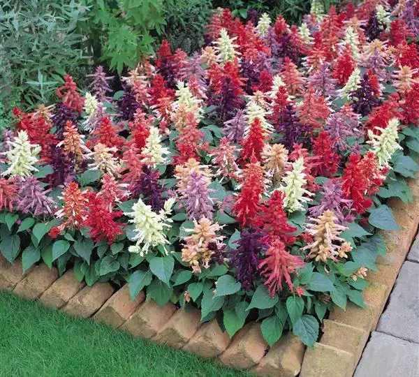 Сальвия Виста Смесь - Salvia splendens Vista Mixture - Фото №2