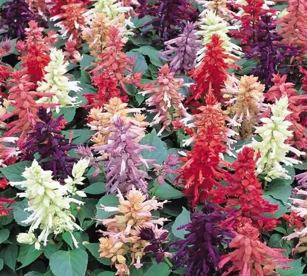 Сальвия Виста Смесь - Salvia splendens Vista Mixture - Фото №1
