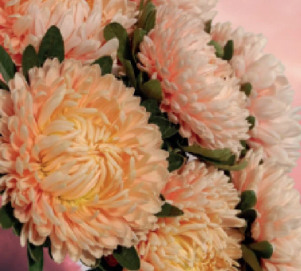 Астра китайская Хризантелла Розовый перламутр - Chrisantella Pink Mother-of-Pearl - Фото №1
