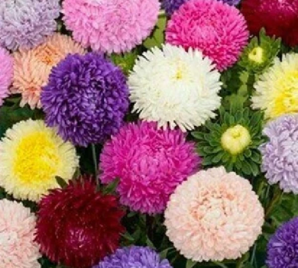 Астра Леди Коралл Микс - Lady Coral Mix - Фото №1