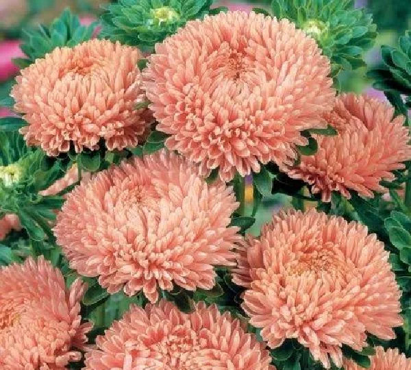 Астра Леди Коралл Салмон - Lady Coral Salmon - Фото №1