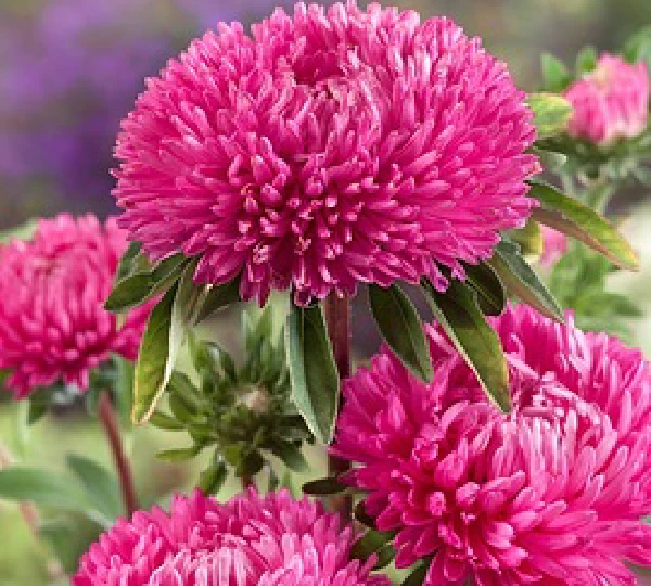 Астра Леди Коралл Тёмная Роза - Lady Coral Dark Rose - Фото №1