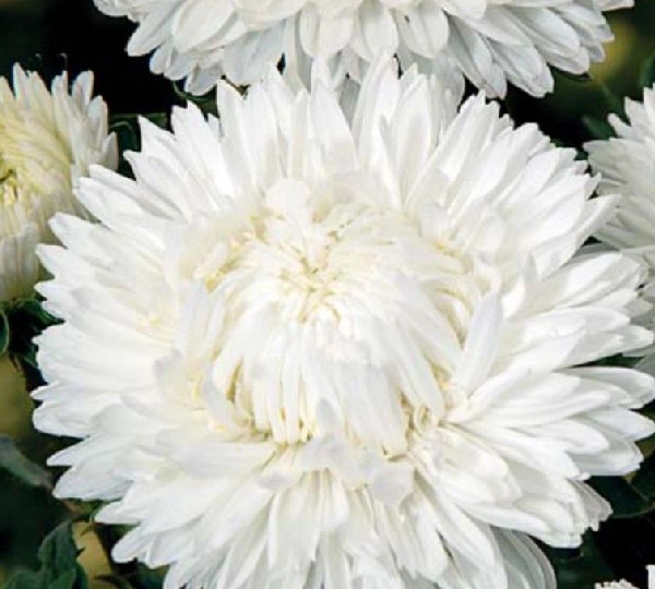 Астра Леди Коралл Белая - Lady Coral White - Фото №1