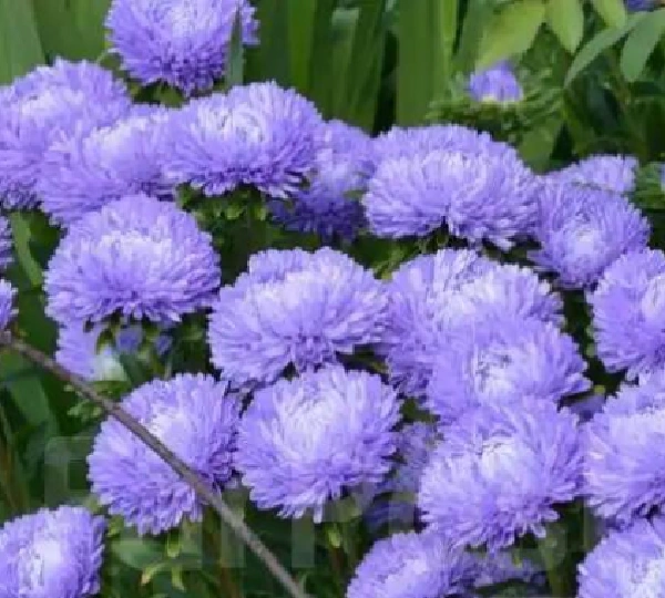 Астра Леди Коралл Нежно-Голубая - Lady Coral Light Blue - Фото №1