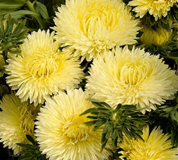 Астра Леди Коралл Желатая - Lady Coral Yellow - Фото №1