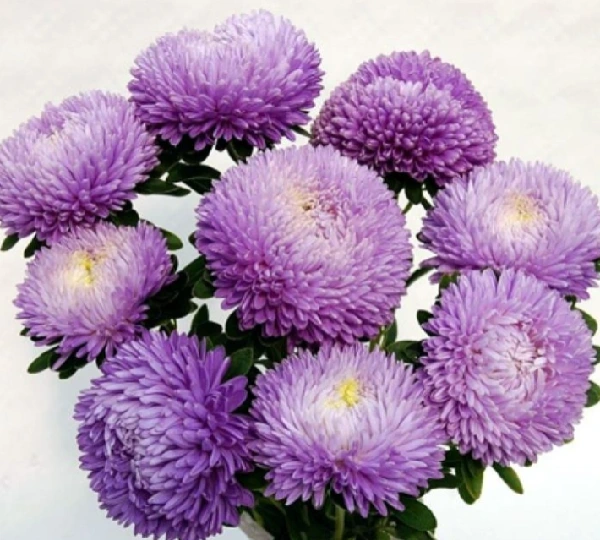 Астра Балун Лаванда - Balloon Lavender - Фото №1