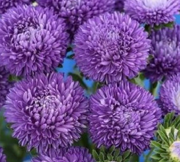 Астра Прекрасный День Тёмно Синяя - Callistephus chinensis Beautiful Day Dark Blue - Фото №1