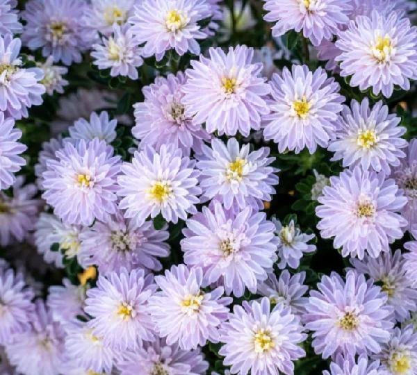 Астра Конфетти - Astra Callistephus Chinensis Confetti - Фото №1