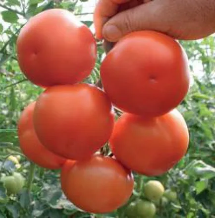 Усмань F1 - купить семена томата в Казахстане