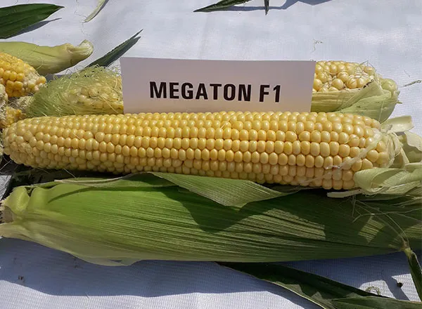 Кукуруза Мегатон F1 - Megaton F1 - Фото №2