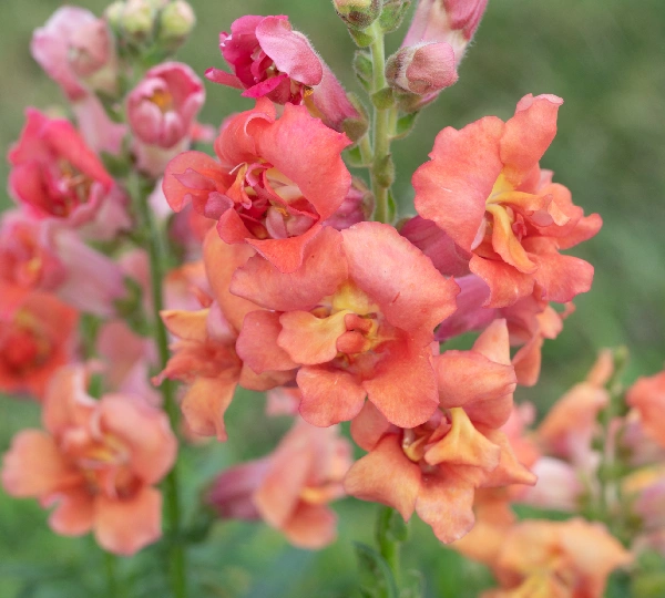 Львиный зев Мадам Баттерфляй Бронза F1 - Antirrhinum majus Madame Butterfly Bronze F1 - Фото №1
