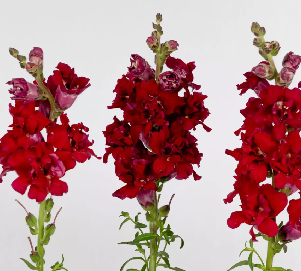 Львиный зев Мадам Баттерфляй Красный F1 - Antirrhinum majus Madame Butterfly Red - Фото №3