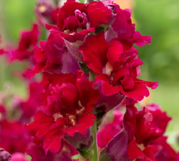 Львиный зев Мадам Баттерфляй Красный F1 - Antirrhinum majus Madame Butterfly Red - Фото №1