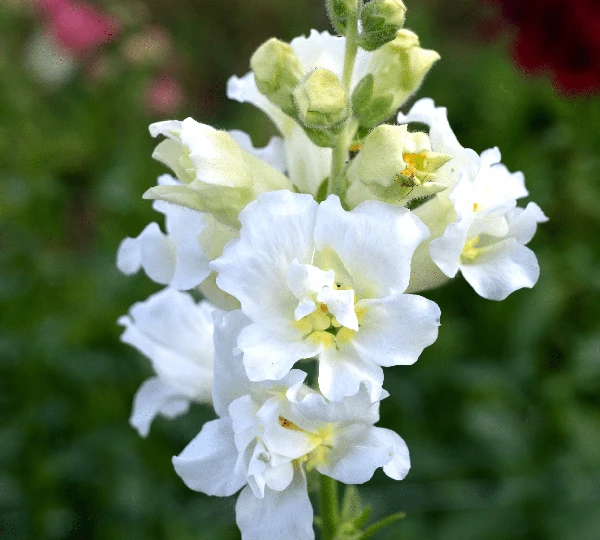 Мадам Баттерфляй Айвори - Antirrhinum majus Madame Butterfly Ivory - Фото №1