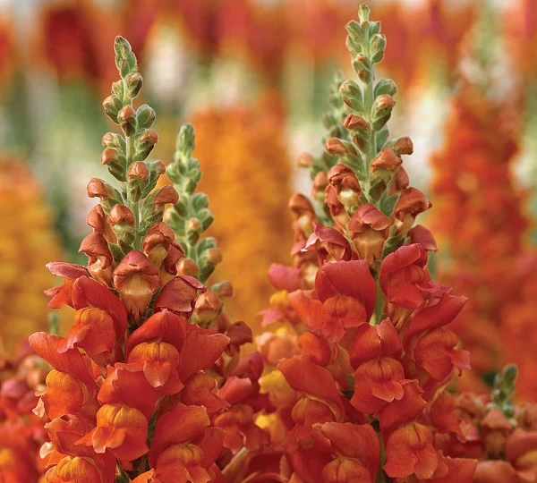Львиный Зев Overture II Orange - Antirrhinum majus Overture II Orange - Фото №1