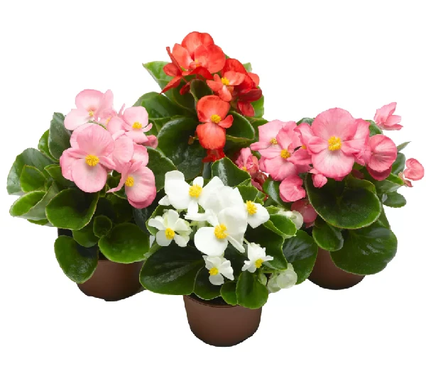 Вечноцветущая бегония топспин микс - Begonia semperflorens Topspin Mix - Фото №1