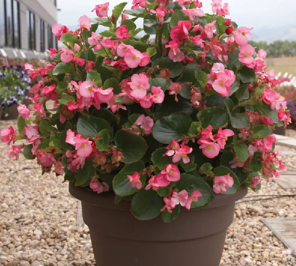 Бегония вечноцветущая Волумия Розовый - Begonia semperflorens Volumia Pink - Фото №2