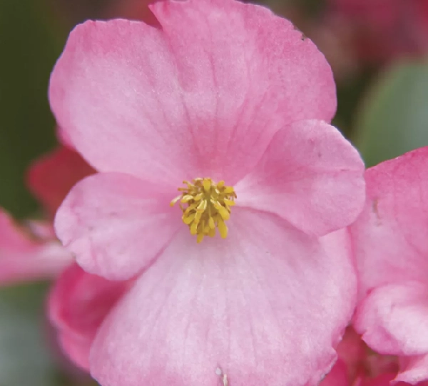 Бегония вечноцветущая Волумия Розовый - Begonia semperflorens Volumia Pink - Фото №3