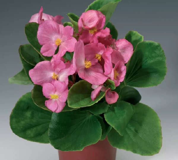 Бегония вечноцветущая Волумия Розовый - Begonia semperflorens Volumia Pink - Фото №1